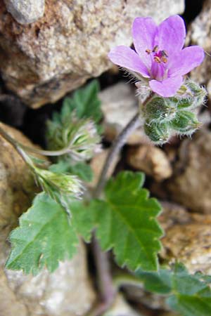 Erodium moschatum \ Moschus-Reiherschnabel / Musk Stork's-Bill, Kreta/Crete Vai 9.4.2015