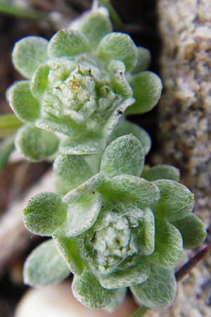 Filago pygmaea \ Zwerg-Edelwei / Pygmy Cudweed, Kreta/Crete Moni Kapsa 10.4.2015