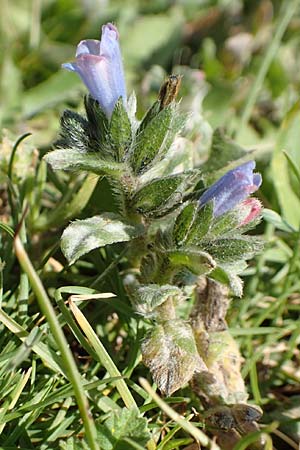 Echium parviflorum \ Kleinbltiger Natternkopf / Small Flowered Bugloss, Kreta/Crete Arhanes, Jouhtas 30.3.2015