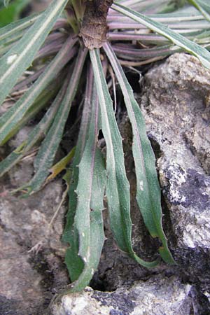 Erysimum raulini \ Schterich / Treacle Mustard, Kreta/Crete Agia Fotini 5.4.2015