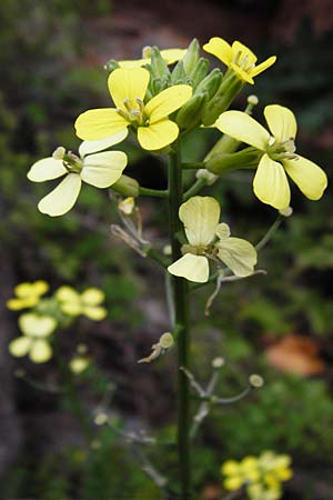 Erysimum raulini \ Schterich / Treacle Mustard, Kreta/Crete Zakros - Schlucht / Gorge 8.4.2015