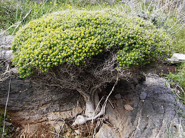 Euphorbia acanthothamnos \ Dornbusch-Wolfsmilch / Greek Spiny Spurge, Kreta/Crete Moni Kapsa 10.4.2015