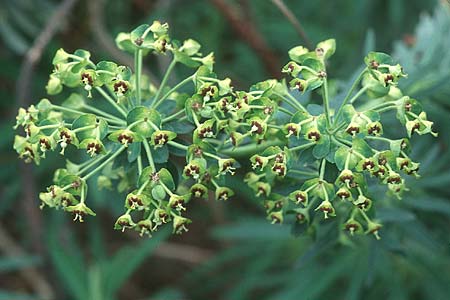 Euphorbia characias \ Palisaden-Wolfsmilch / Large Mediterranean Spurge, Kreta/Crete Andiskari 1.1.1999