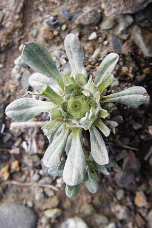 Filago pygmaea \ Zwerg-Edelwei / Pygmy Cudweed, Kreta/Crete Meronas 5.4.2015