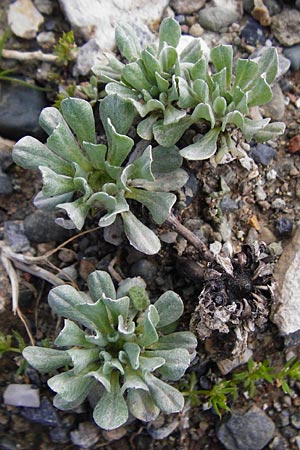 Filago pygmaea \ Zwerg-Edelwei / Pygmy Cudweed, Kreta/Crete Meronas 5.4.2015