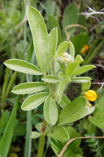 Hymenocarpos circinnatus \ Pfennig-Klee / Disk Trefoil, Kreta/Crete Thripti 10.4.2015