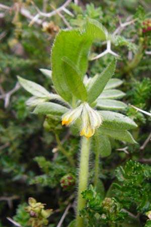 Hymenocarpos circinnatus \ Pfennig-Klee / Disk Trefoil, Kreta/Crete Thripti 10.4.2015