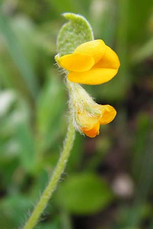 Hymenocarpos circinnatus \ Pfennig-Klee / Disk Trefoil, Kreta/Crete Thripti 10.4.2015