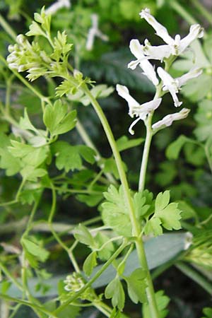 Fumaria macrocarpa ? \ Grofrchtiger Erdrauch, Kreta Kritsa 11.4.2015