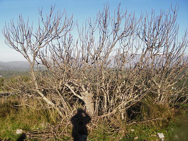 Ficus carica \ Feigenbaum, Kreta Choudetsi 1.4.2015