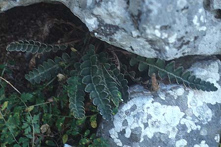 Asplenium ceterach \ Milzfarn, Schriftfarn, Kreta Tilisos 11.4.1990