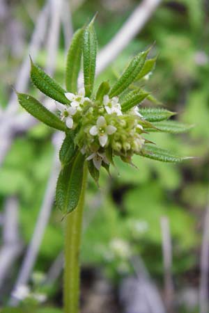 Galium aparine \ Kletten-Labkraut, Klebkraut / Cleavers, Sticky Willy, Kreta/Crete Perivolakia - Schlucht / Gorge 10.4.2015