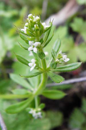 Galium aparine / Cleavers, Sticky Willy, Crete Perivolakia - Gorge 10.4.2015