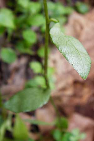 Campanula spathulata subsp. filicaulis \ Fadenstngelige Glockenblume / Thinstem Bellflower, Kreta/Crete Zakros - Schlucht / Gorge 8.4.2015