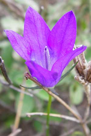 Campanula spathulata subsp. filicaulis \ Fadenstngelige Glockenblume / Thinstem Bellflower, Kreta/Crete Zakros - Schlucht / Gorge 8.4.2015