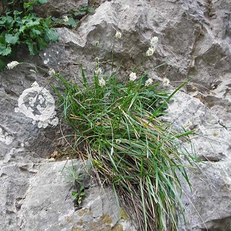 Sesleria doerfleri \ Doerflers Blaugras, Kreta Kotsifou - Schlucht 2.4.2015