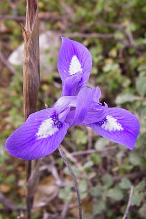 Moraea sisyrinchium \ Mittags-Schwertlilie, Kleine Sand-Iris / Barbary Nut Iris, Kreta/Crete Knossos 31.3.2015