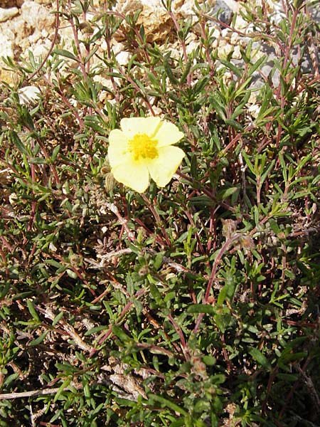 Fumana arabica \ Zwerg-Nadelrschen / Mediterranean Sun-Rose, Kreta/Crete Preveli 3.4.2015