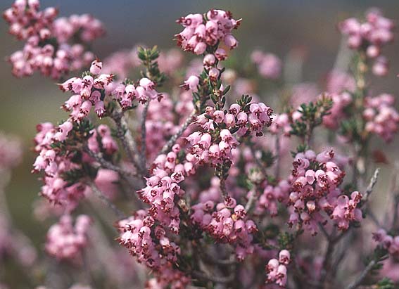 Erica manipuliflora \ Quirlblttrige Heide / Autumn-flowering Heath, Kreta/Crete Ierapetra 2.1.1999