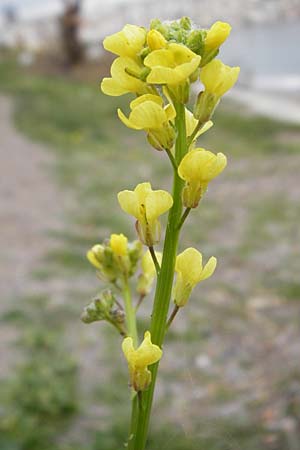 Hirschfeldia incana \ Grau-Senf, Kreta Sitia 8.4.2015