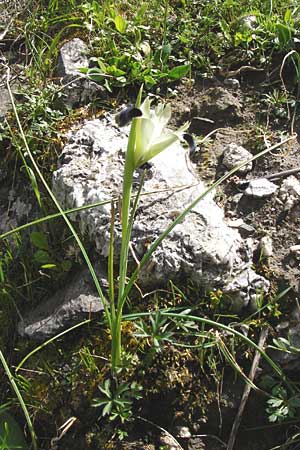 Iris tuberosa / Snake's-Head Iris, Crete Spili 5.4.2015