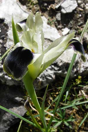 Iris tuberosa \ Hermesfinger / Snake's-Head Iris, Kreta/Crete Spili 5.4.2015