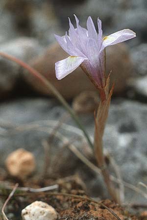 Gynandriris monophylla / One-Leaved Nut Iris, Crete Pahia Ammos 9.4.1990