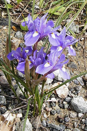 Moraea sisyrinchium \ Mittags-Schwertlilie, Kleine Sand-Iris / Barbary Nut Iris, Kreta/Crete Preveli 3.4.2015