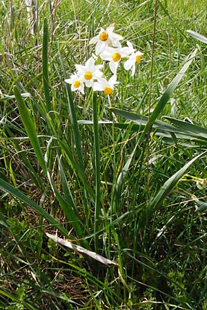 Narcissus tazetta \ Tazette / Bunch-flowered Narcissus, Kreta/Crete Spili 5.4.2015