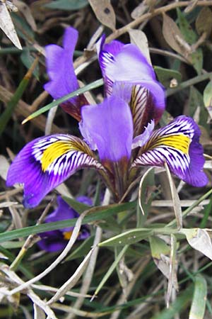 Iris unguicularis subsp. cretensis \ Kretische Schwertlilie / Winter-Blooming Iris, Kreta/Crete Kotsifou - Schlucht / Gorge 2.4.2015