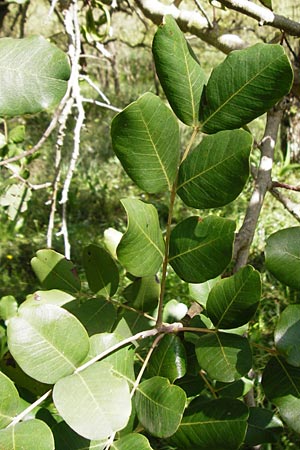 Ceratonia siliqua \ Johannisbrot-Baum, Karube, Kreta Armeni 7.4.2015