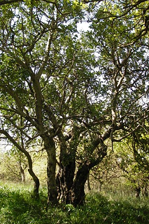 Ceratonia siliqua \ Johannisbrot-Baum, Karube, Kreta Armeni 7.4.2015