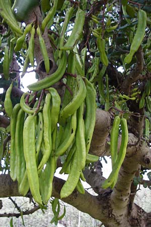 Ceratonia siliqua / Carob, Crete Sitia 9.4.2015