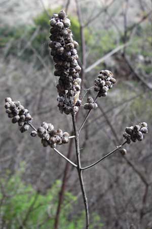 Vitex agnus-castus \ Mnchspfeffer, Keuschbaum, Kreta Zakros - Schlucht 8.4.2015