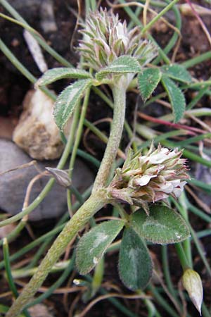 Trifolium scabrum \ Rauer Klee / Rough Clover, Kreta/Crete Moni Kapsa 10.4.2015