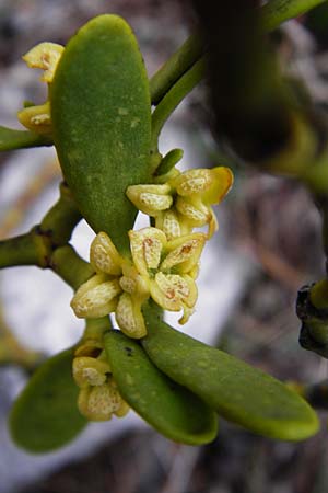 Viscum album subsp. austriacum / Pine Mistletoe, Crete Thripti 10.4.2015
