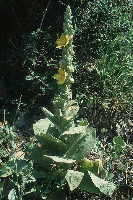 Verbascum macrurum \ Groschwnzige Knigskerze / Mullein, Kreta/Crete Agia Irini 18.5.1991