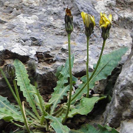 Leontodon tuberosus \ Knolliger Lwenzahn / Tuberous Hawkbit, Kreta/Crete Kotsifou - Schlucht / Gorge 2.4.2015