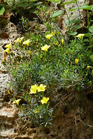 Linum arboreum \ Strauch-Lein, Baum-Lein, Kreta Aradena - Schlucht 4.4.2015