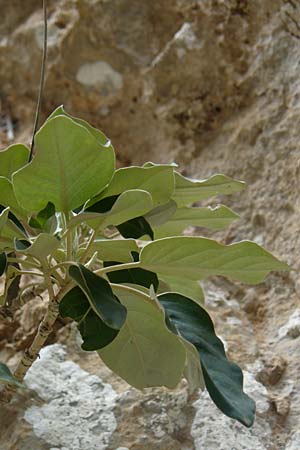 Staehelina arborea / Cretan Gorge Laurel, Crete Aradena - Gorge 4.4.2015