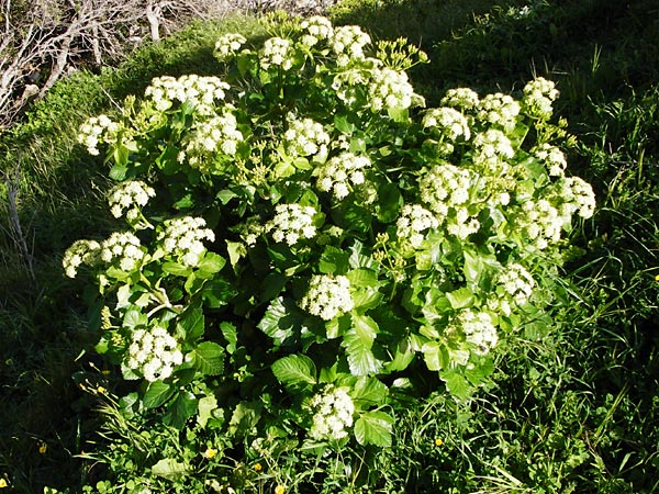 Smyrnium olusatrum \ Gespenst-Gelbdolde, Pferde-Eppich / Alexanders, Kreta/Crete Meronas 5.4.2015