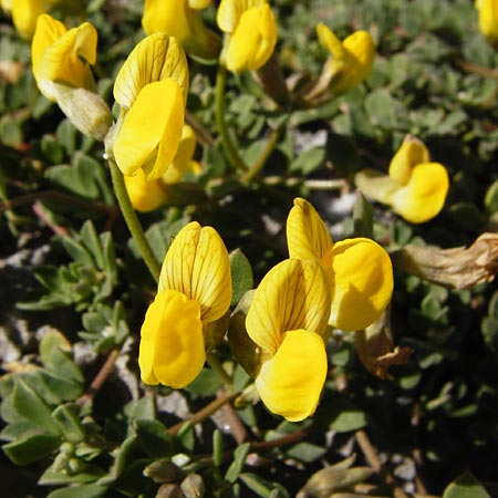 Lotus edulis \ Essbarer Hornklee, Kreta Preveli Strand 3.4.2015