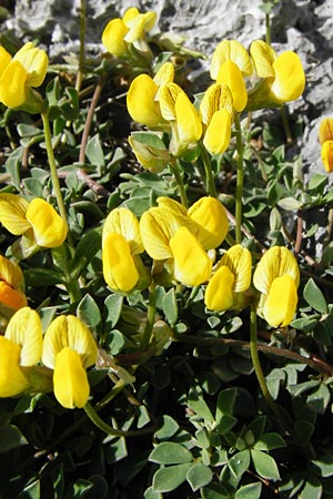 Lotus edulis \ Essbarer Hornklee / Edible Bird's-Foot Trefoil, Kreta/Crete Preveli Strand/Beach 3.4.2015