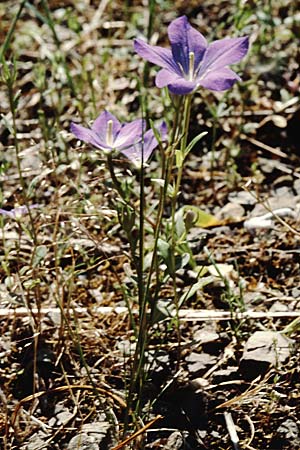 Legousia pentagonia \ Frauenspiegel / Pentagonia, Kreta/Crete Magarakari 18.4.2001