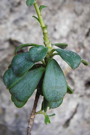 Linum arboreum \ Strauch-Lein, Baum-Lein, Kreta Kotsifou - Schlucht 2.4.2015