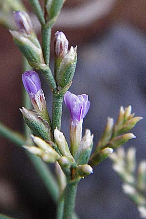 Limonium cornarianum / Kornaros Sea Lavender, Crete Moni Kapsa 10.4.2015