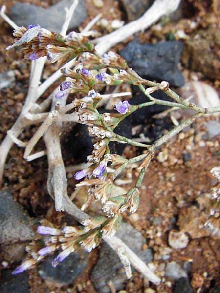 Limonium cornarianum \ Kornaros-Strandflieder / Kornaros Sea Lavender, Kreta/Crete Moni Kapsa 10.4.2015