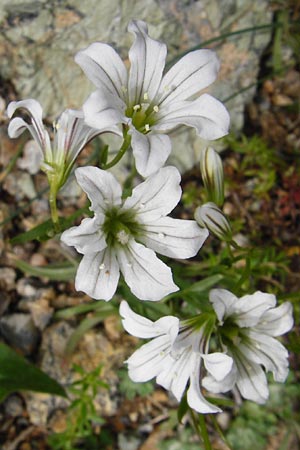 Gagea graeca \ Griechische Faltenlilie / Greek Gagea, Kreta/Crete Preveli 3.4.2015