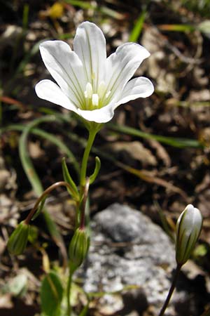 Gagea graeca \ Griechische Faltenlilie / Greek Gagea, Kreta/Crete Armeni 7.4.2015