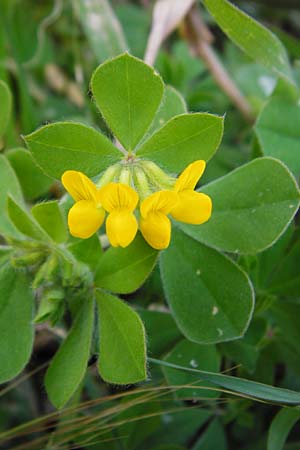 Lotus ornithopodioides / Clustered Bird's-Foot Trefoil, Crete Knossos 31.3.2015